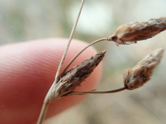 Fimbristylis sieboldii