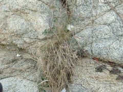 Fimbristylis sieboldii