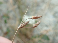 Fimbristylis sieboldii