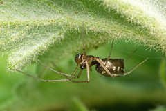 Microlinyphia sterilis