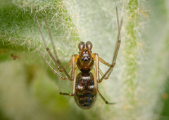 Microlinyphia sterilis