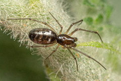 Microlinyphia sterilis
