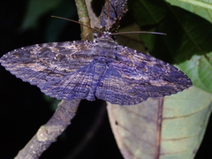 Anisoneura
