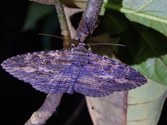 Anisoneura