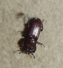 Figulus lilliputanus