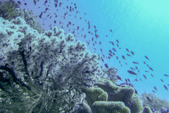 Siphonogorgia godeffroyi