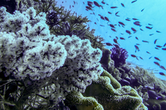 Siphonogorgia godeffroyi