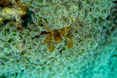 Achaeus japonicus