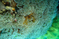 Achaeus japonicus