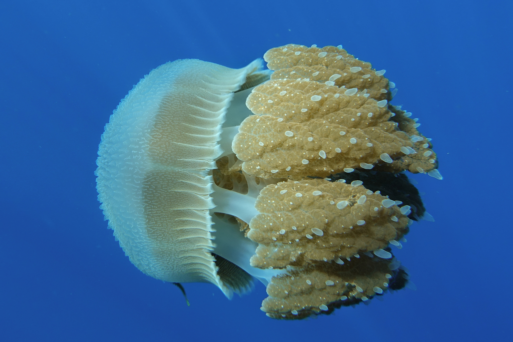 Versurigid Jellies