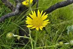 Berkheya rhapontica