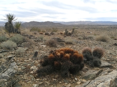 Homalocephala polycephala