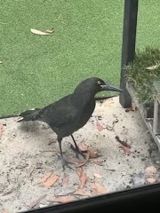 Strepera versicolor plumbea