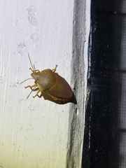 Coleotichus excellens