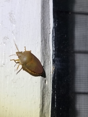 Coleotichus excellens