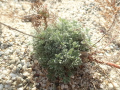 Artemisia capillaris