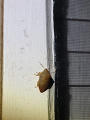 Coleotichus excellens