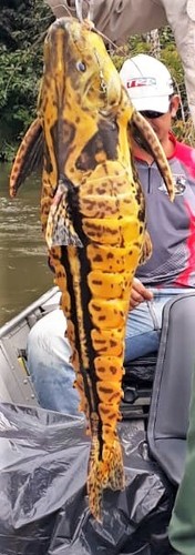 Mother of snails catfish (Megalodoras uranoscopus) — Doradidae