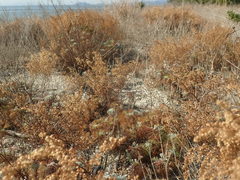 Artemisia capillaris