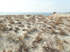 Artemisia capillaris