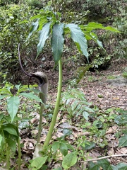 Arisaema thunbergii