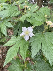 Rubus trifidus