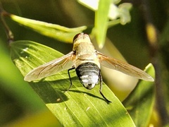 Ligyra satyrus