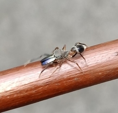 Emertonius shelfordi