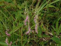 Spiranthes sinensis