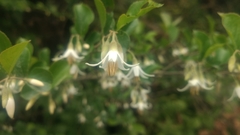 Styrax formosanus