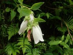 Campanula punctata hondoensis