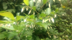 Styrax formosanus
