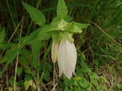 Campanula punctata hondoensis