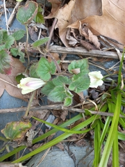 Asarina procumbens