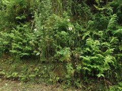 Campanula punctata hondoensis