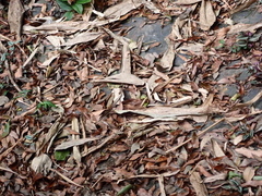 Mycalesis kagina