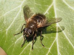 Tachina ursina
