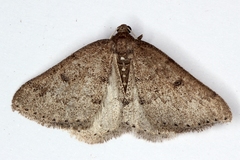 Aleucis distinctata