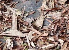 Mycalesis kagina