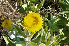 Helichrysum cooperi