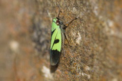 Nephotettix nigropictus