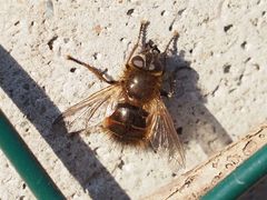 Tachina ursina