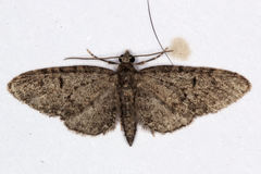 Eupithecia massiliata
