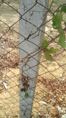 Passiflora viridiflora