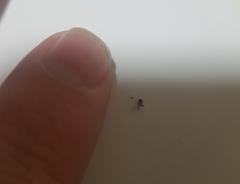 Diptera
