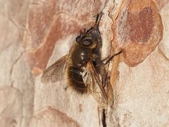 Tachina ursina