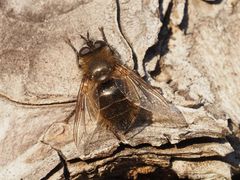 Tachina ursina