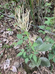 Piperales