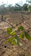 Passiflora viridiflora