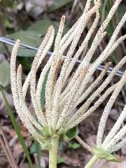 Piperales